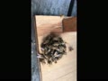 スズメバチを熱殺するニホンミツバチ スズメバチを熱殺するニホンミツバチ